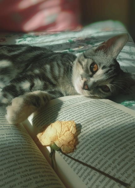 Tekir Kedi, Kedi ATLAS fotoğrafı