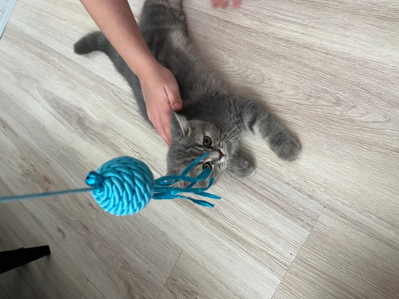 British Shorthair, Kedi  Çiko fotoğrafı