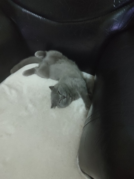 Scottish Fold, Kedi Lina fotoğrafı