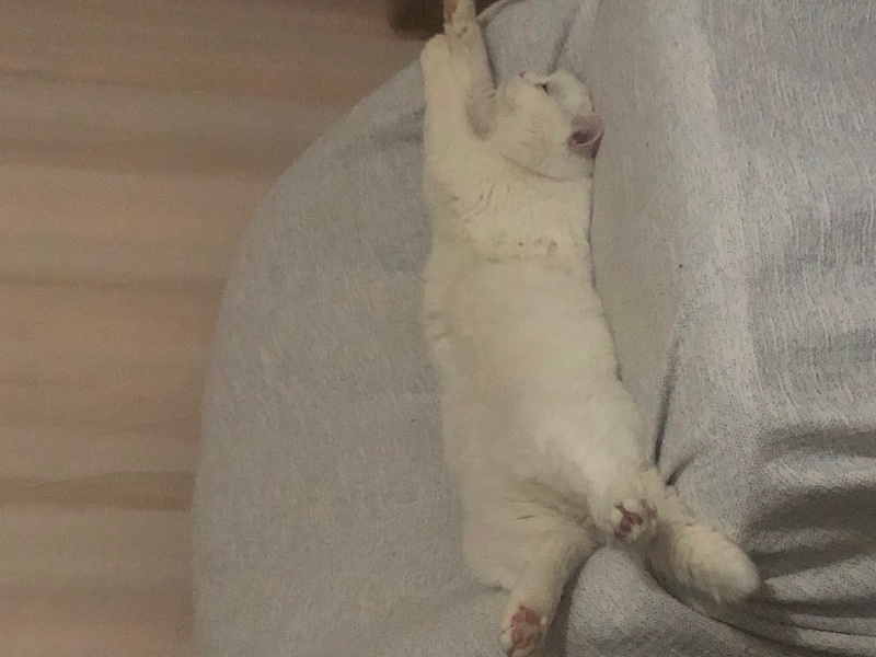 Scottish Fold, Kedi  Paşa fotoğrafı