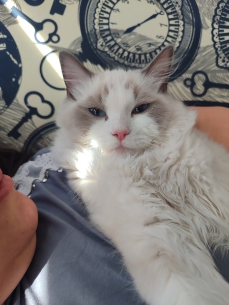 Ragdoll, Kedi Badem fotoğrafı