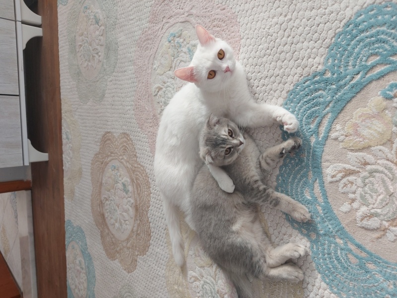 British Shorthair, Kedi  Pamuk fotoğrafı