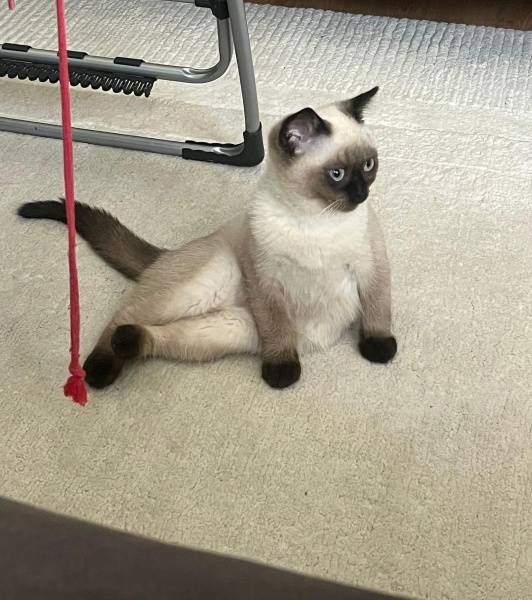British Shorthair, Kedi Kimyon fotoğrafı