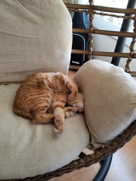 Sarman, Kedi  Tarçın fotoğrafı