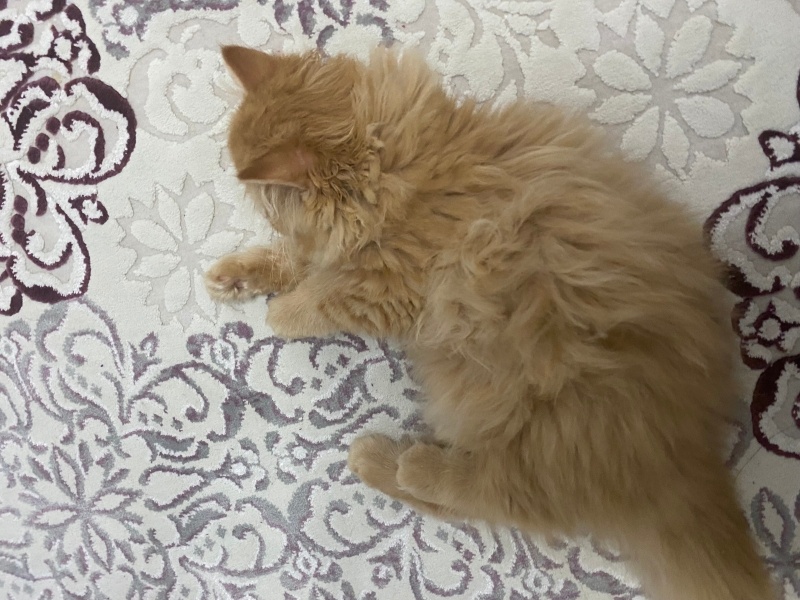 İran Kedisi (Persian), Kedi Ukiyo fotoğrafı