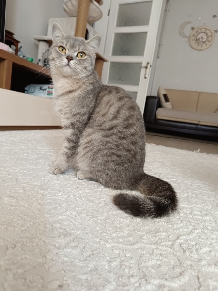 British Shorthair, Kedi Lulu fotoğrafı