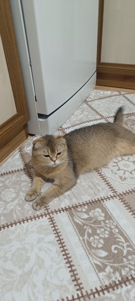 British Longhair, Kedi  Minnoş fotoğrafı
