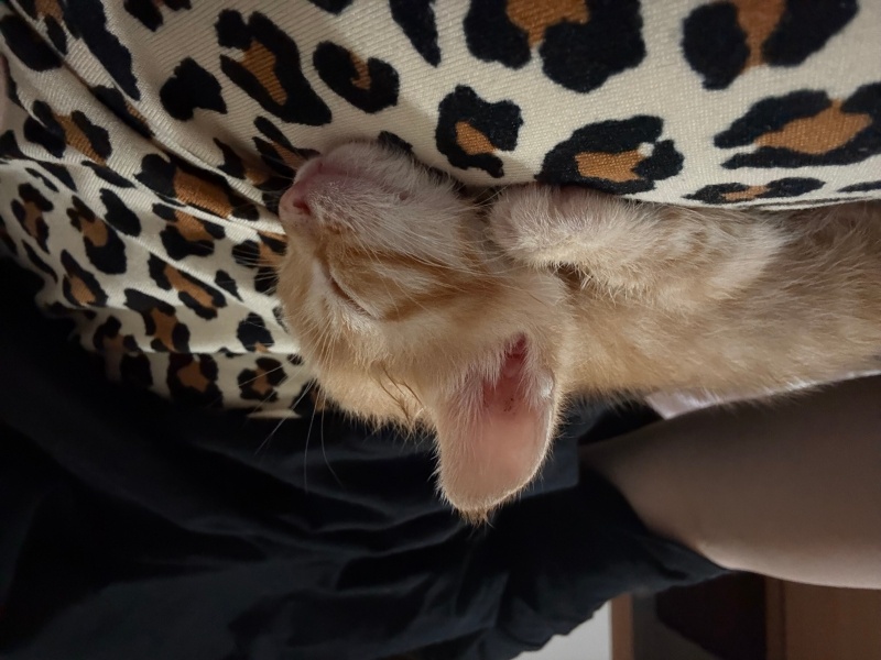 Sarman, Kedi Mayka fotoğrafı