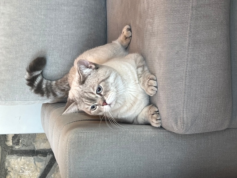 British Shorthair, Kedi junior fotoğrafı