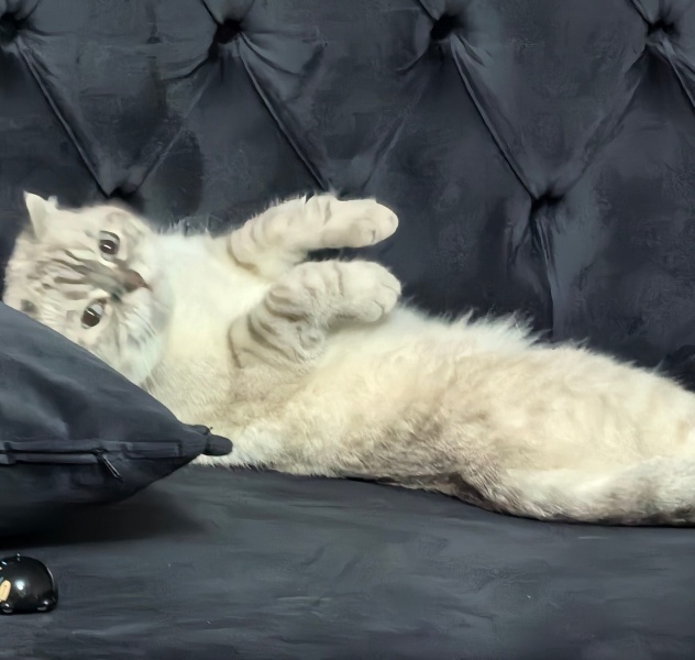 Scottish Fold, Kedi  Balım fotoğrafı