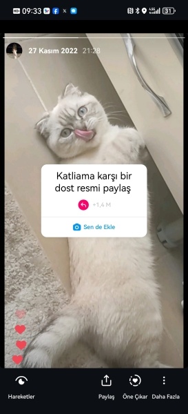 Scottish Fold, Kedi  Balım fotoğrafı