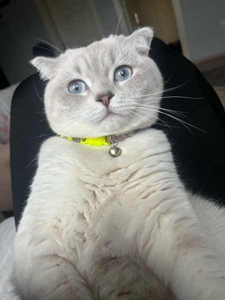 Scottish Fold, Kedi Liva fotoğrafı