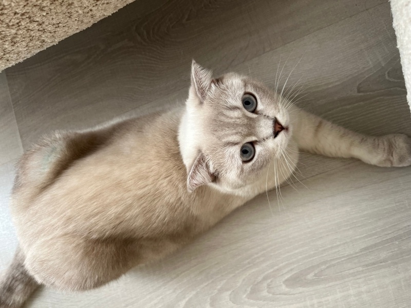 Scottish Fold, Kedi Liva fotoğrafı