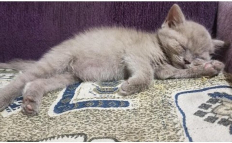 British Shorthair, Kedi Yavru kedi fotoğrafı
