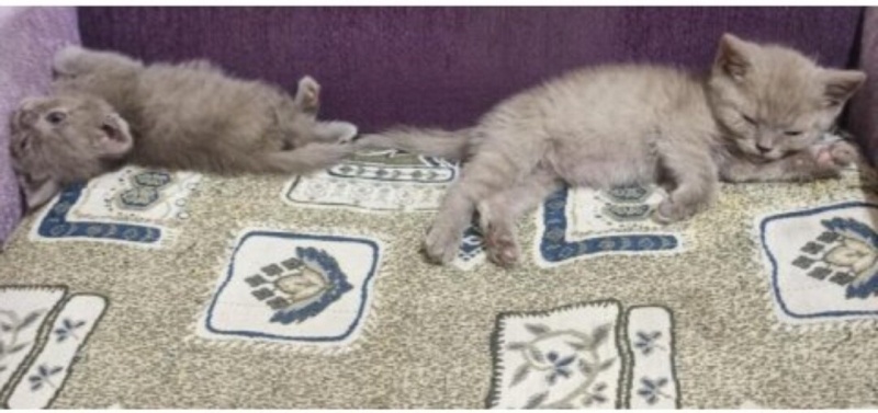 British Shorthair, Kedi Yavru kedi fotoğrafı