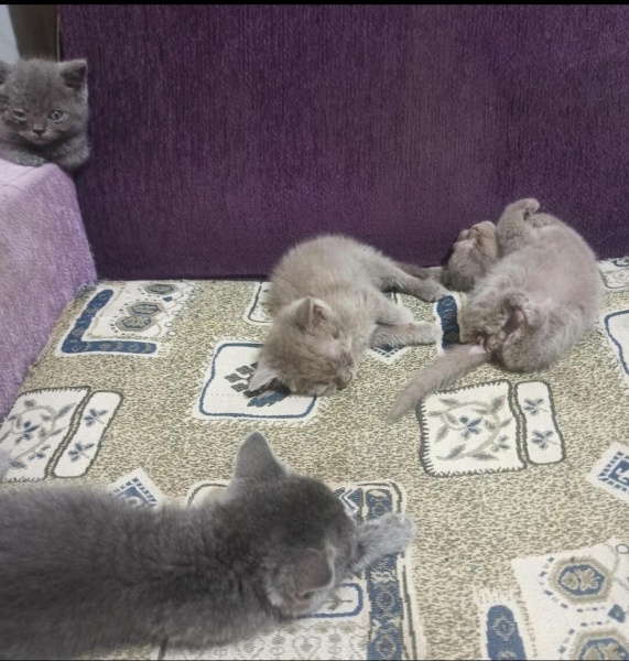British Shorthair, Kedi Yavru kedi fotoğrafı