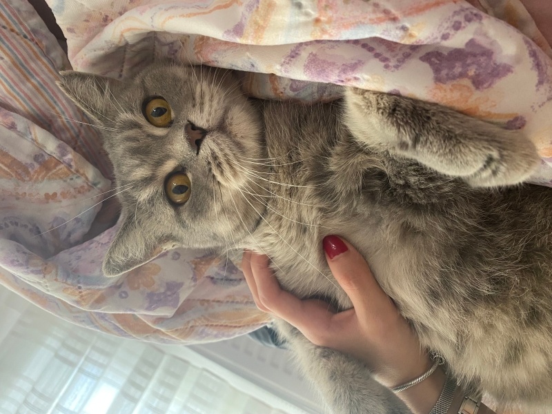 British Shorthair, Kedi  Mia fotoğrafı