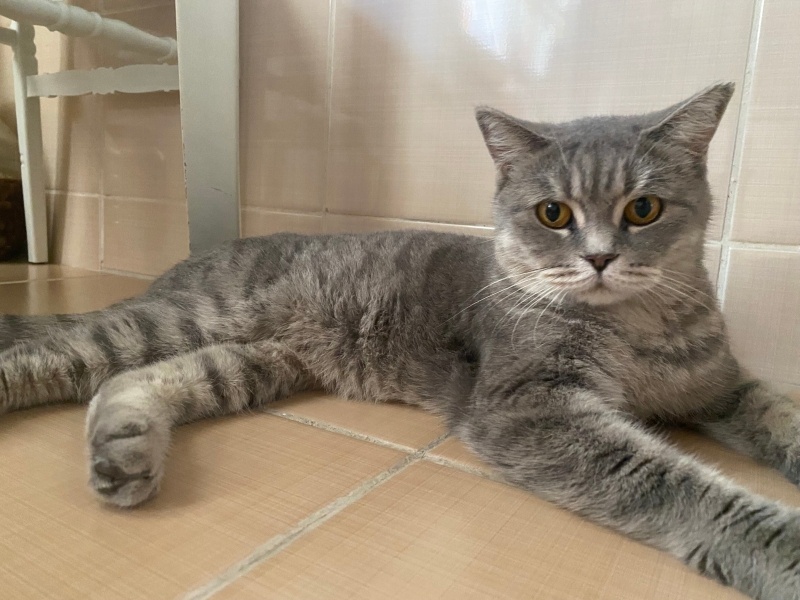 British Shorthair, Kedi  Mia fotoğrafı