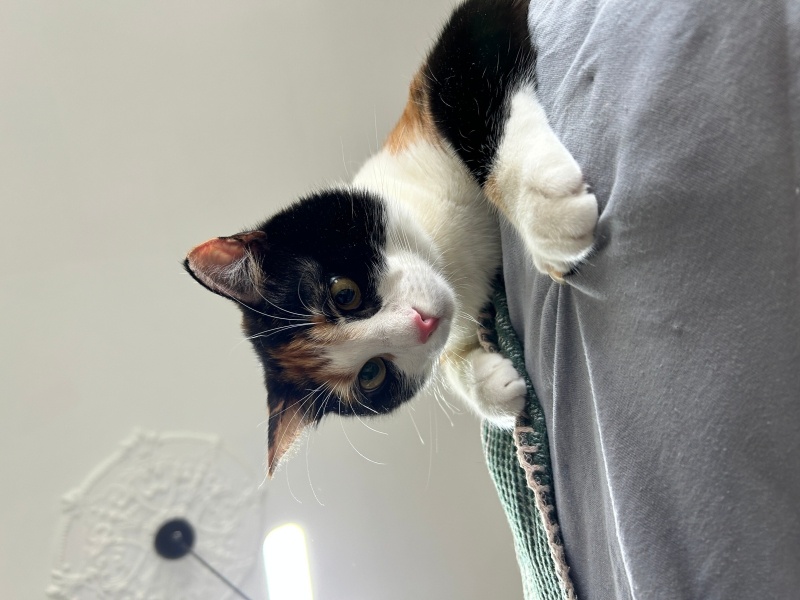 Tekir Kedi, Kedi Maya fotoğrafı