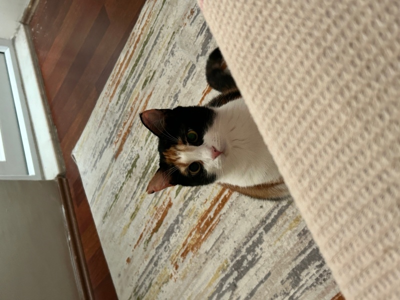 Tekir Kedi, Kedi Maya fotoğrafı