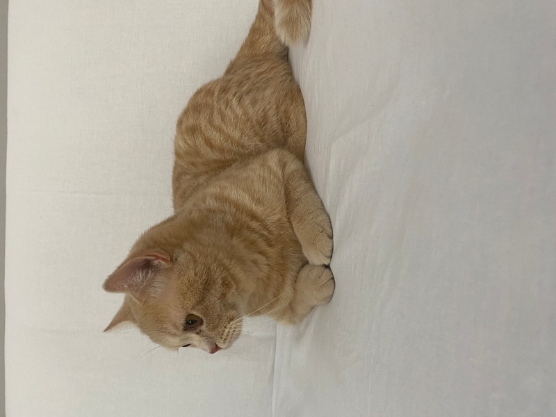 British Shorthair, Kedi Aslan fotoğrafı