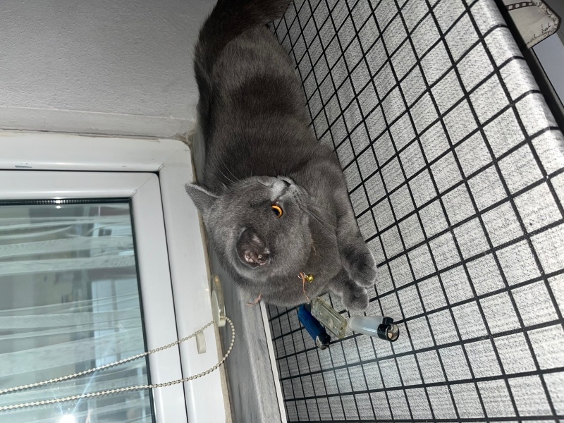 British Shorthair, Kedi Lotus fotoğrafı