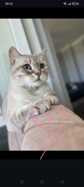 British Shorthair, Kedi Chivas fotoğrafı