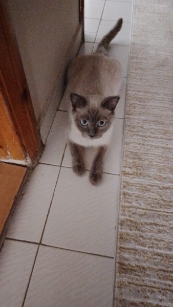 British Shorthair, Kedi Cirkin fotoğrafı