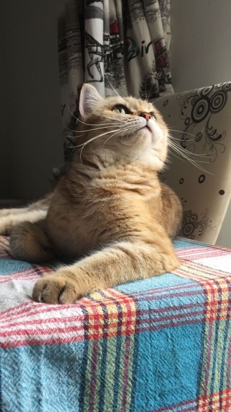 British Shorthair, Kedi ALICE fotoğrafı