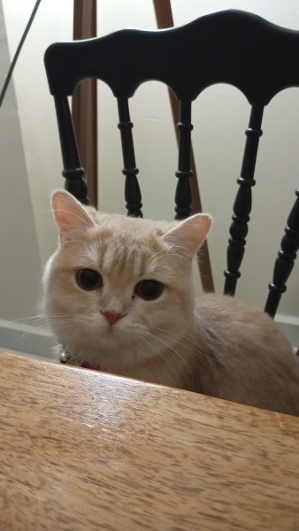 British Shorthair, Kedi BEHLÜL fotoğrafı