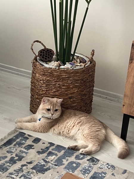 British Shorthair, Kedi BEHLÜL fotoğrafı