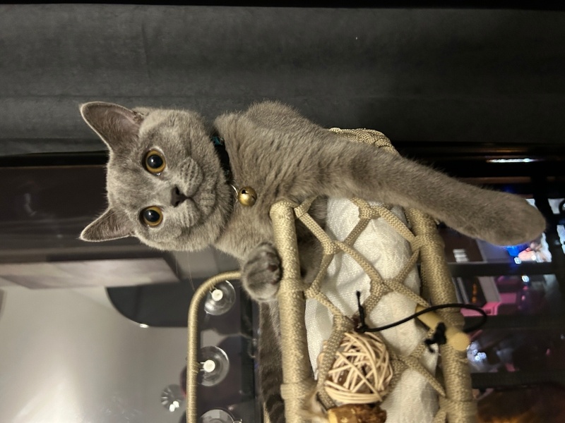 British Longhair, Kedi Lokum fotoğrafı