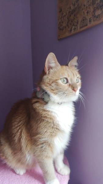 Tekir Kedi, Kedi  Ekmek fotoğrafı