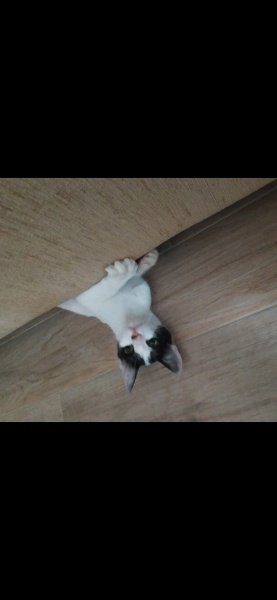 Tekir Kedi, Kedi Arven fotoğrafı