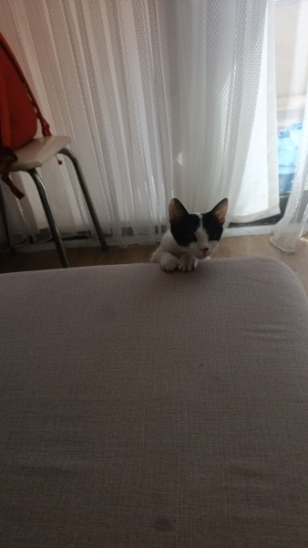 Tekir Kedi, Kedi Arven fotoğrafı