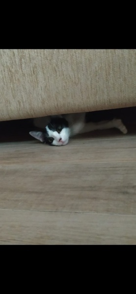 Tekir Kedi, Kedi Arven fotoğrafı