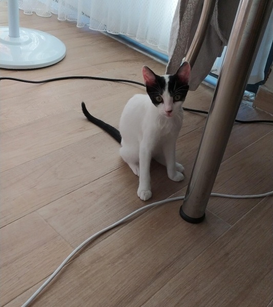 Tekir Kedi, Kedi Arven fotoğrafı