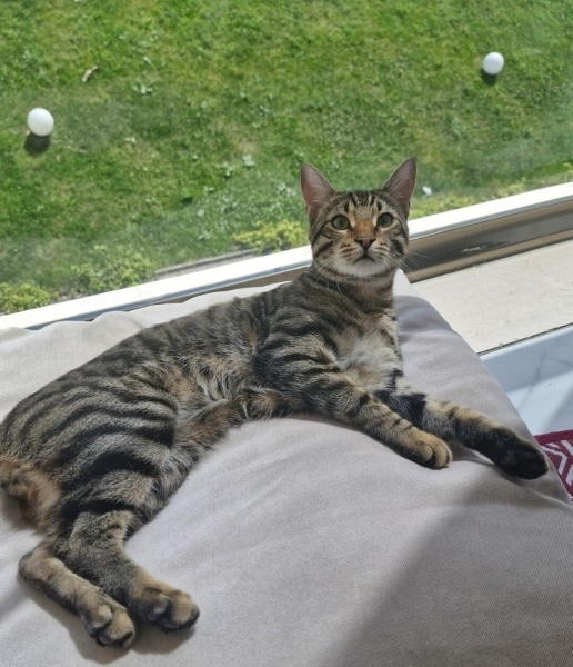 Tekir Kedi, Kedi bottega fotoğrafı