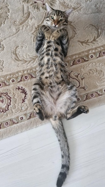 Tekir Kedi, Kedi bottega fotoğrafı