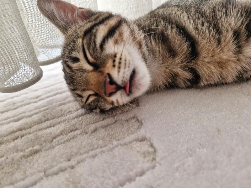 Tekir Kedi, Kedi bottega fotoğrafı