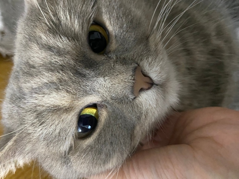 British Shorthair, Kedi Mira fotoğrafı