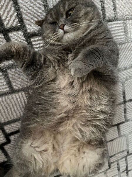 British Shorthair, Kedi Mira fotoğrafı
