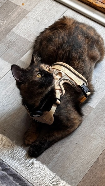 Tekir Kedi, Kedi  Mia fotoğrafı