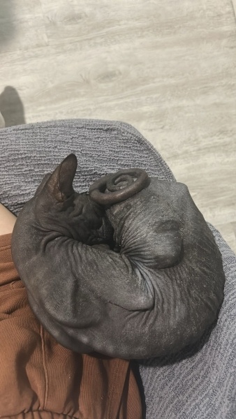 Sphynx, Kedi  duman fotoğrafı