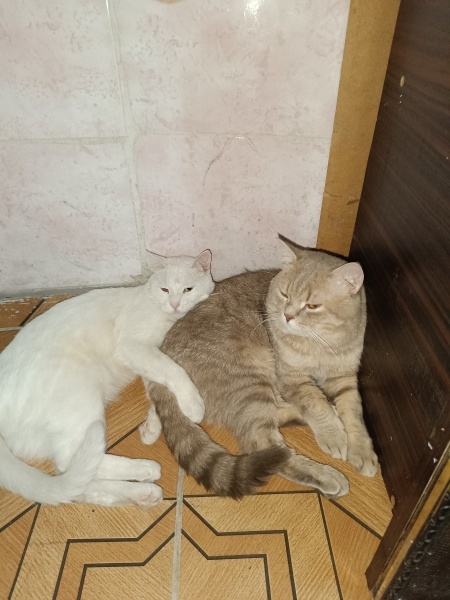 British Shorthair, Kedi Minos ve iermik fotoğrafı