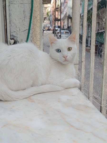 British Shorthair, Kedi Minos ve iermik fotoğrafı