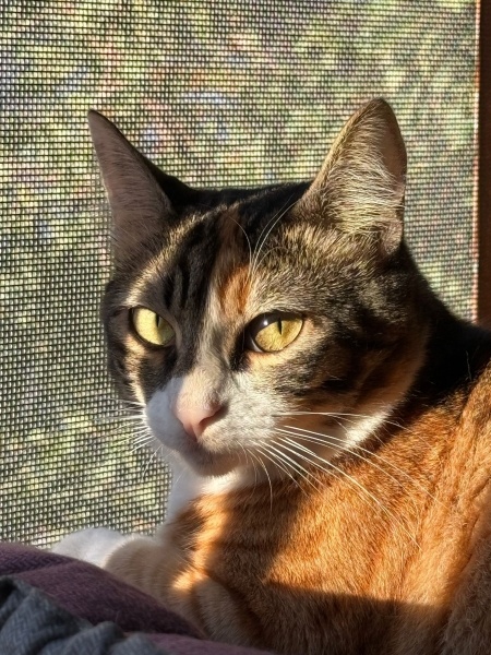 Tekir Kedi, Kedi Lila fotoğrafı