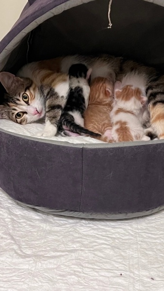 Tekir Kedi, Kedi Gofi fotoğrafı