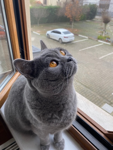 British Longhair, Kedi Rio fotoğrafı