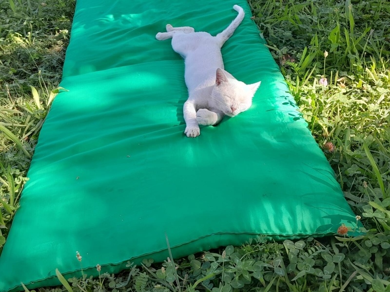 Van Kedisi, Kedi Bıcırık fotoğrafı